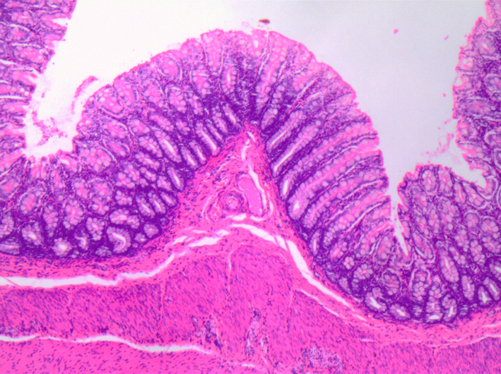 Digestive system II | Veterinary Histology